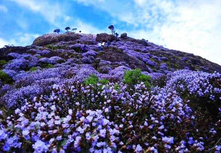 Eravikulam National Park